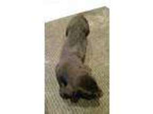 Labrador Retriever Puppy for sale in Bronson, MI, USA