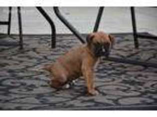 Boxer Puppy for sale in Chicago, IL, USA