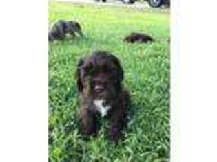 Cocker Spaniel Puppy for sale in Sneads Ferry, NC, USA