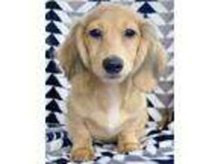 Dachshund Puppy for sale in Morristown, TN, USA
