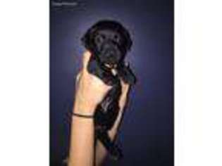 Labrador Retriever Puppy for sale in Waterford, VA, USA