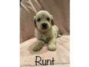 Golden Retriever Puppy for sale in Rogers City, MI, USA