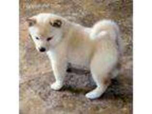 Shiba Inu Puppy for sale in Houston, TX, USA