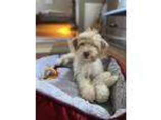 Labradoodle Puppy for sale in Alpharetta, GA, USA