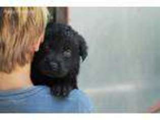 German Shepherd Dog Puppy for sale in Beechgrove, TN, USA