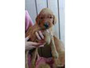 Goldendoodle Puppy for sale in Myakka City, FL, USA