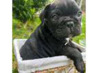 French Bulldog Puppy for sale in Northbridge, MA, USA