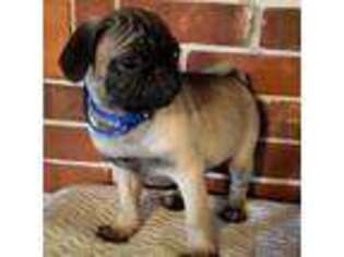Pug Puppy for sale in Zolfo Springs, FL, USA