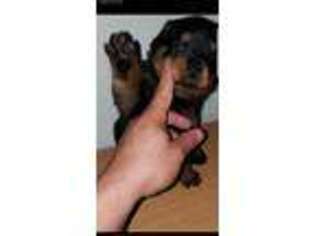 Rottweiler Puppy for sale in Pasadena, TX, USA
