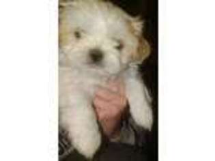 Shih-Poo Puppy for sale in Chepachet, RI, USA