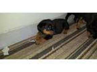 Rottweiler Puppy for sale in OAKVILLE, CT, USA
