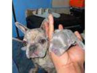 French Bulldog Puppy for sale in Eastpointe, MI, USA