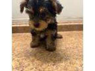 Yorkshire Terrier Puppy for sale in Snellville, GA, USA