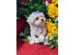 Maltese Puppy for sale in SPRINGFIELD, TN, USA