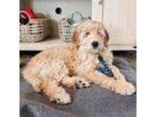 Goldendoodle Puppy for sale in Duck Creek Village, UT, USA