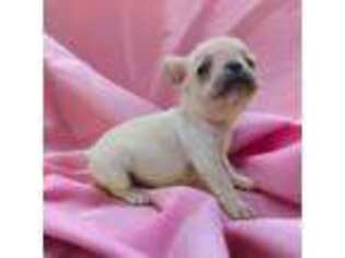 French Bulldog Puppy for sale in Brooksville, KY, USA