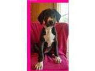Great Dane Puppy for sale in Fenton, MO, USA