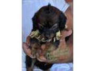 Dachshund Puppy for sale in Washington, PA, USA