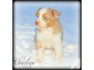Australian Shepherd Puppy for sale in OMAHA, NE, USA