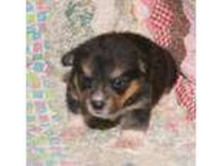 Pembroke Welsh Corgi Puppy for sale in Leeton, MO, USA
