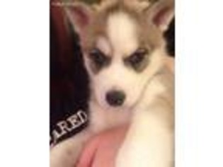 Siberian Husky Puppy for sale in Euclid, OH, USA