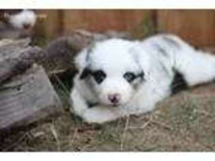 Miniature Australian Shepherd Puppy for sale in Midlothian, TX, USA