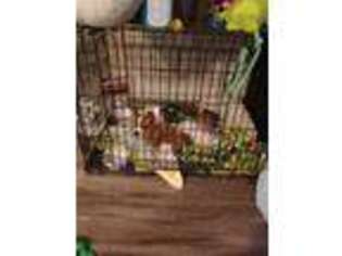 Beagle Puppy for sale in Huntersville, NC, USA