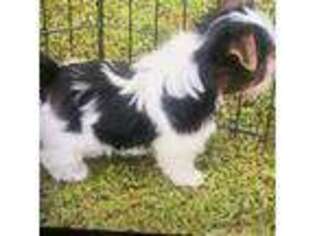 Yorkshire Terrier Puppy for sale in Ridgeville, SC, USA