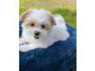 Havanese Puppy for sale in Mayo, FL, USA