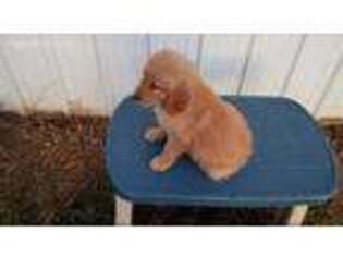 Golden Retriever Puppy for sale in Potosi, WI, USA
