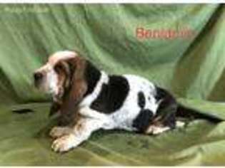 Basset Hound Puppy for sale in Sunman, IN, USA