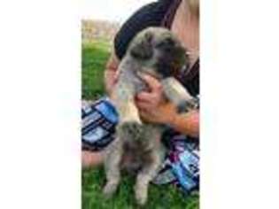 Mastiff Puppy for sale in Emmett, ID, USA