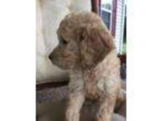 Goldendoodle Puppy for sale in Hartsville, TN, USA