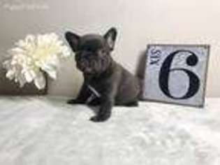 French Bulldog Puppy for sale in Kalamazoo, MI, USA
