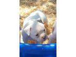 American Bulldog Puppy for sale in Brentwood, CA, USA