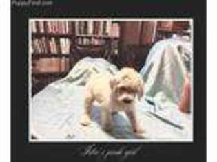 Mutt Puppy for sale in Leonard, TX, USA