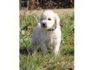 Goldendoodle Puppy for sale in Marion Center, PA, USA