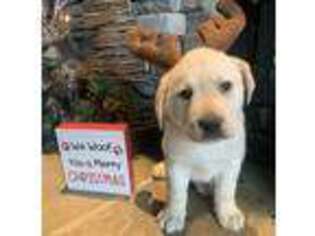 Labrador Retriever Puppy for sale in Coeur D Alene, ID, USA