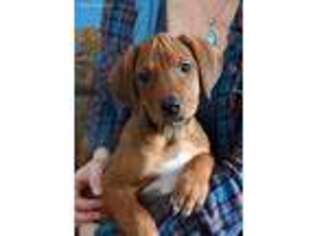 Rhodesian Ridgeback Puppy for sale in Hillman, MN, USA