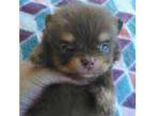 Pomeranian Puppy for sale in Alma, GA, USA