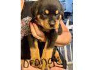 Rottweiler Puppy for sale in Ellabell, GA, USA