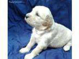 Goldendoodle Puppy for sale in Lynchburg, OH, USA