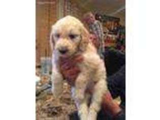 Goldendoodle Puppy for sale in Winchester, CA, USA
