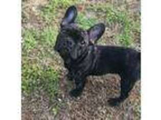 French Bulldog Puppy for sale in Rison, AR, USA
