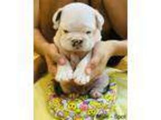 Bulldog Puppy for sale in Brandon, FL, USA