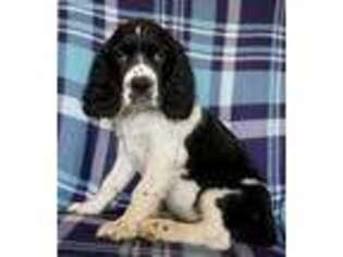 English Springer Spaniel Puppy for sale in Platteville, CO, USA