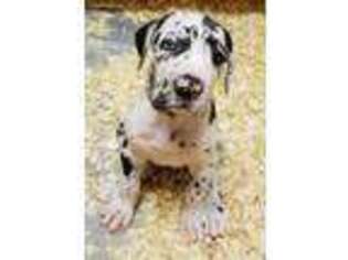 Great Dane Puppy for sale in New Palestine, IN, USA