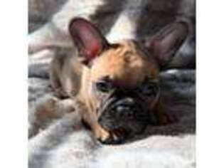 French Bulldog Puppy for sale in Whitney, TX, USA