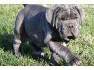 Neapolitan Mastiff Puppy for sale in Columbia, MO, USA