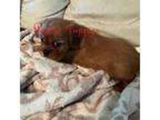 Cavalier King Charles Spaniel Puppy for sale in Burke, NY, USA
